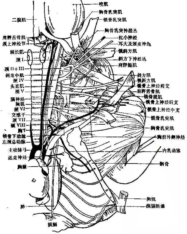 继而沿着该肌前面下降至肌的内侧,左侧沿锁骨下动脉下行至主动脉弓