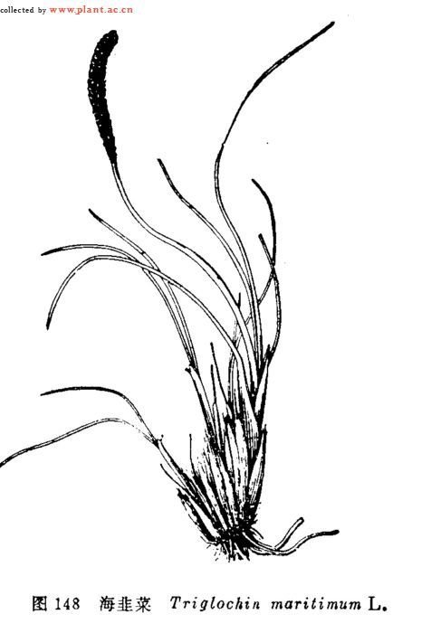 水麦冬属