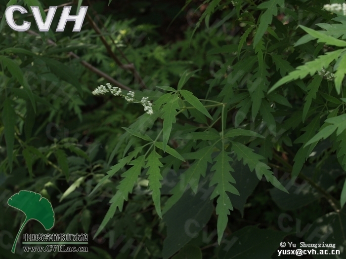... 中国 植物 标本 及 相关 植物 学 的 全面 和 最新 的